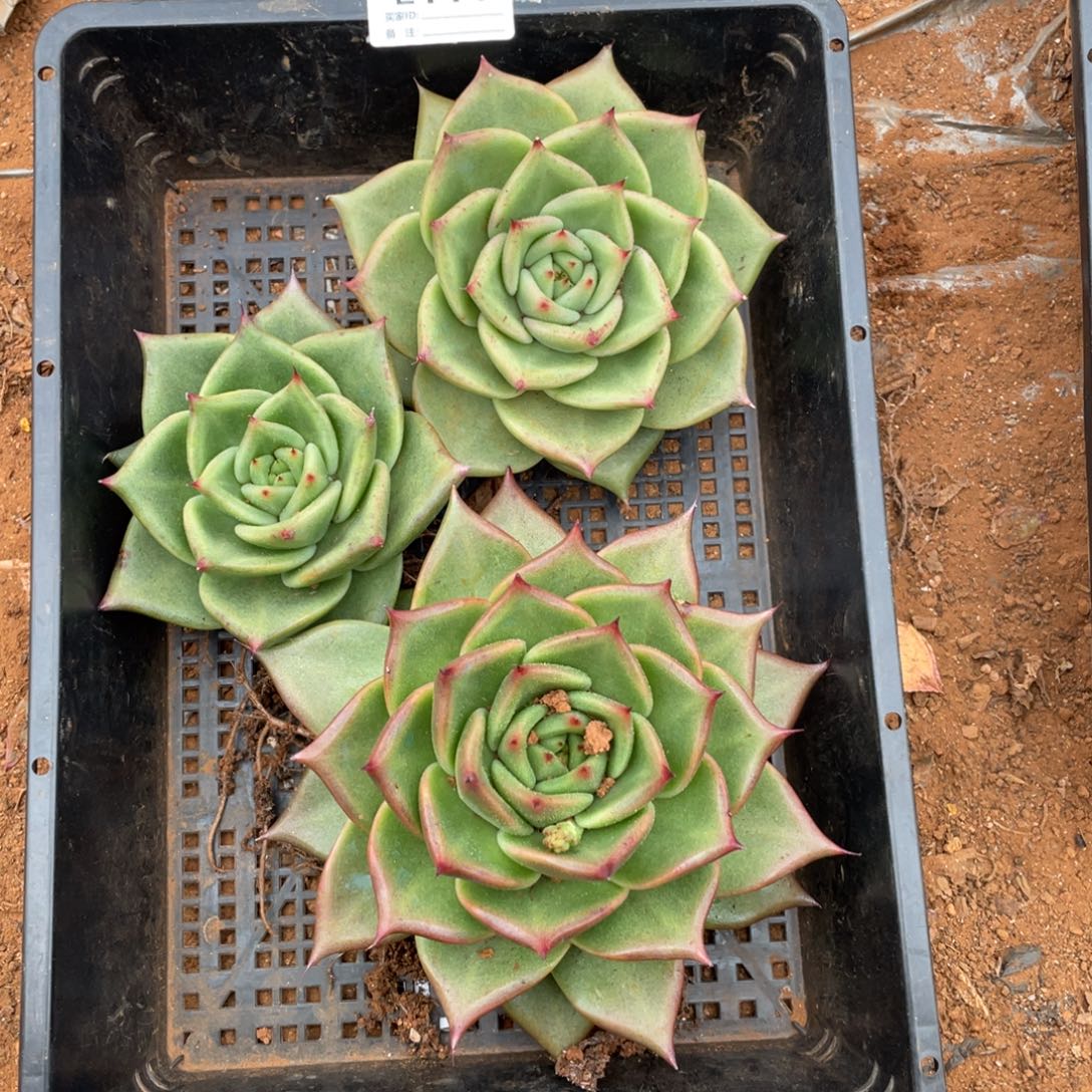 无花朵若如东云组拍E111