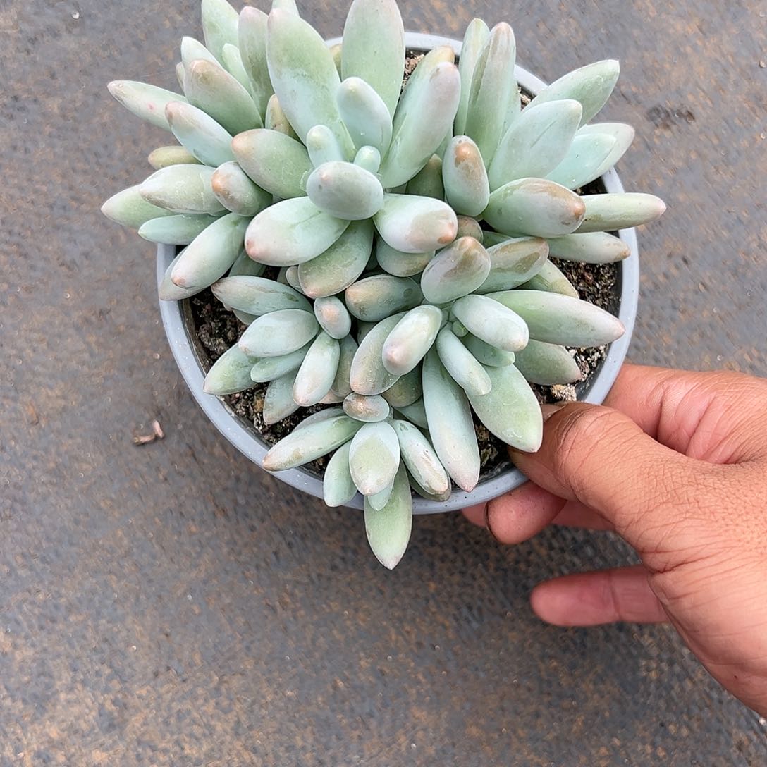 【闪购商品】白兰地群
