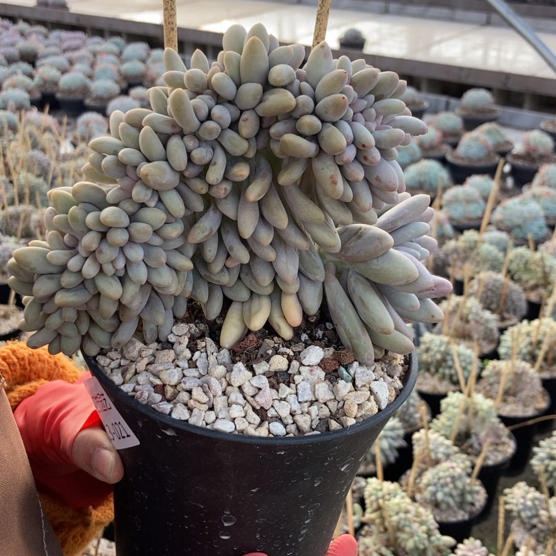 13.21汤圆缀化一物一拍