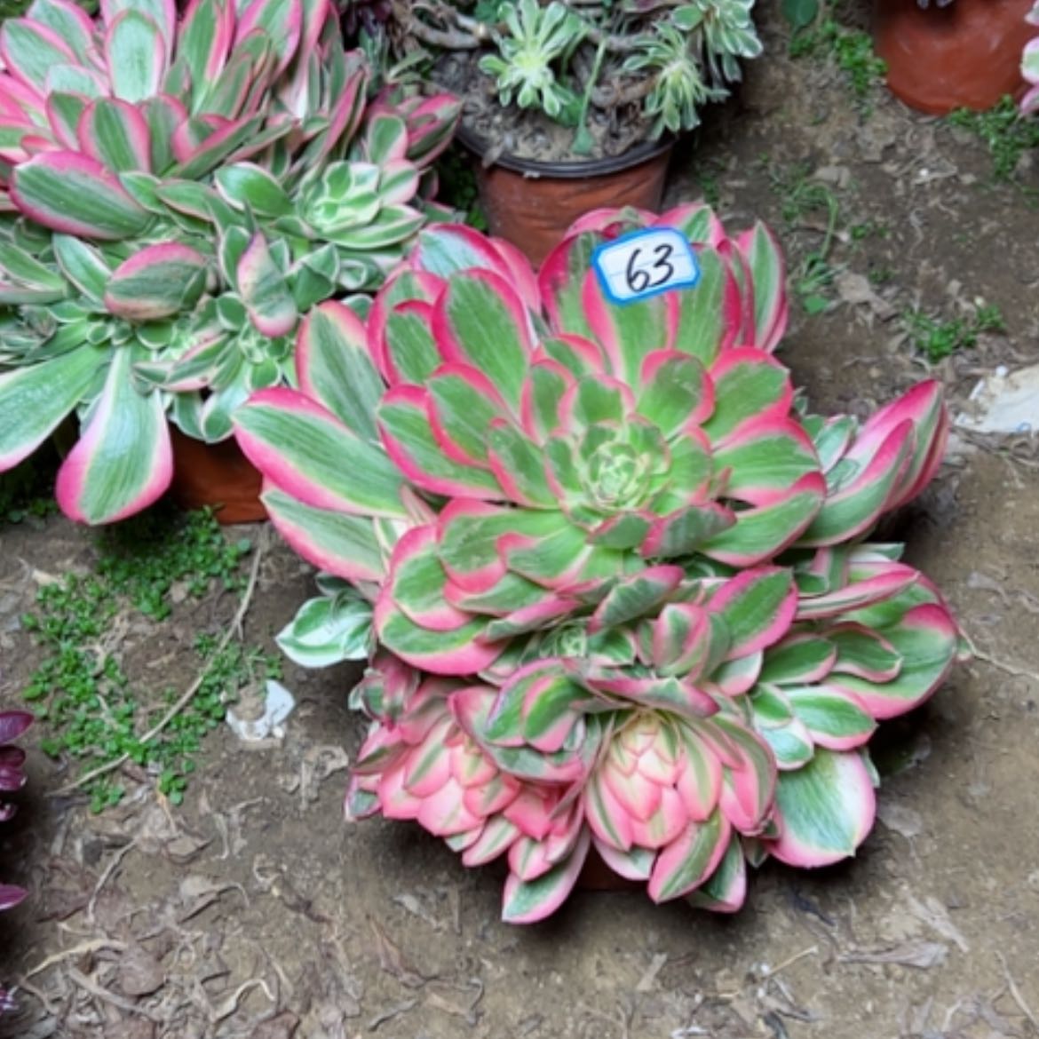 【闪购商品】多肉植物粉女巫水桩63