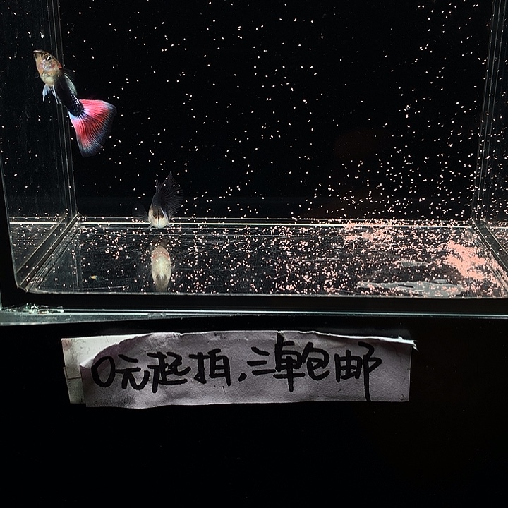 孔雀鱼紫礼服跑红一对