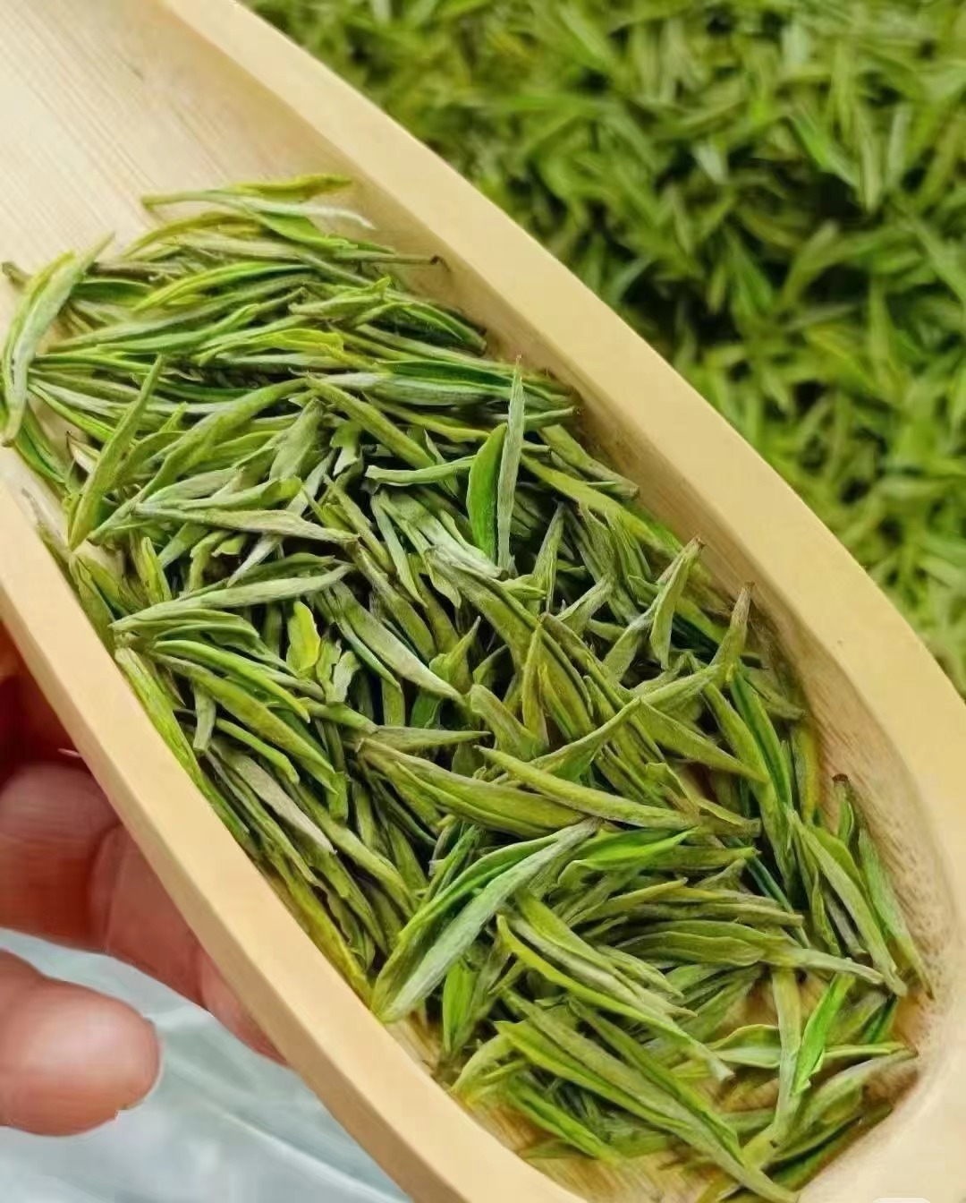 【2025新茶】明前特级茶叶安吉原产地白茶好茶送礼