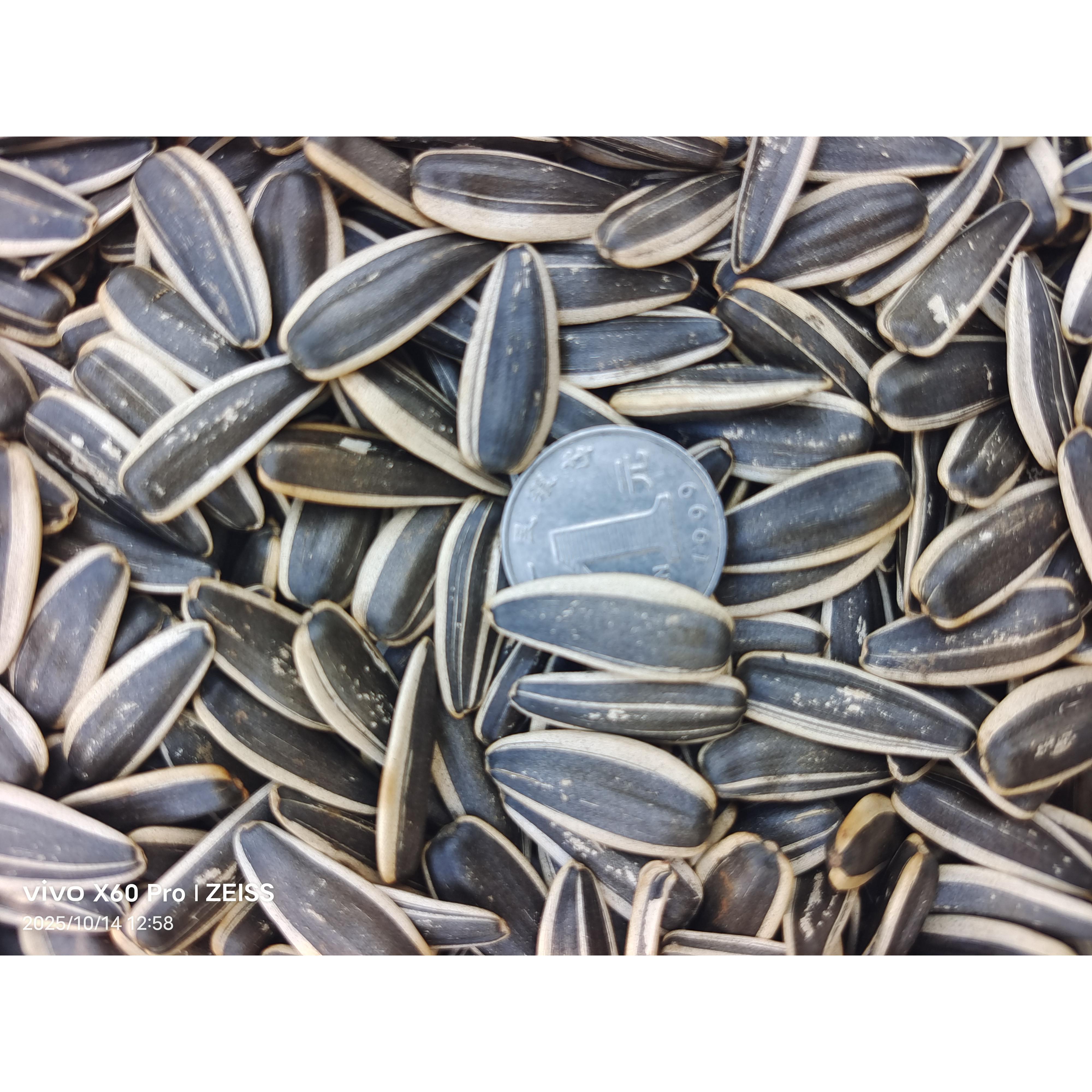 新瓜子363上市！现炒现卖