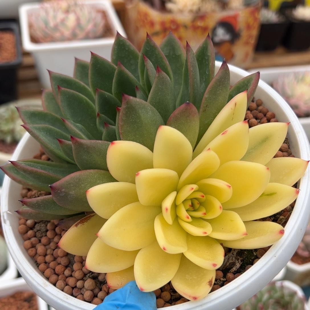 东云锦，阴阳锦多肉植物