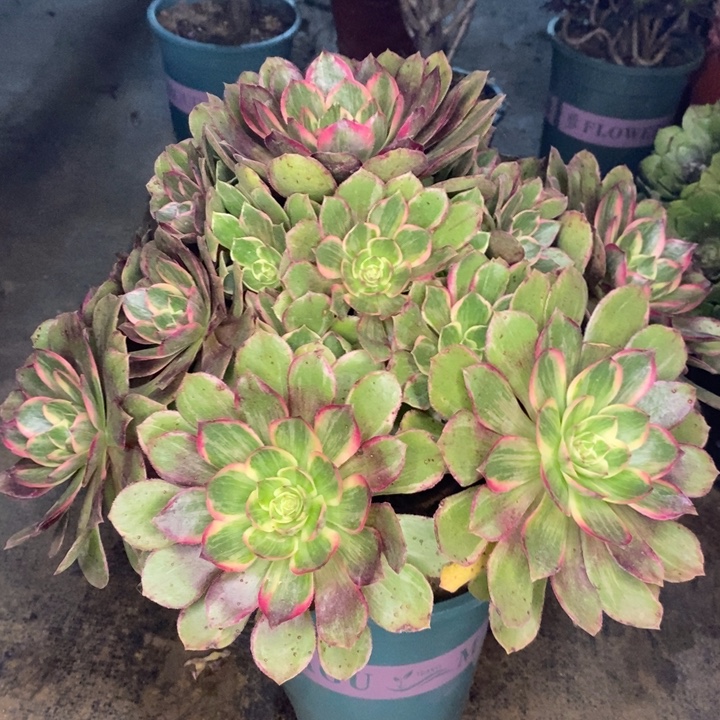 爱***诺莲花座多肉植物052。