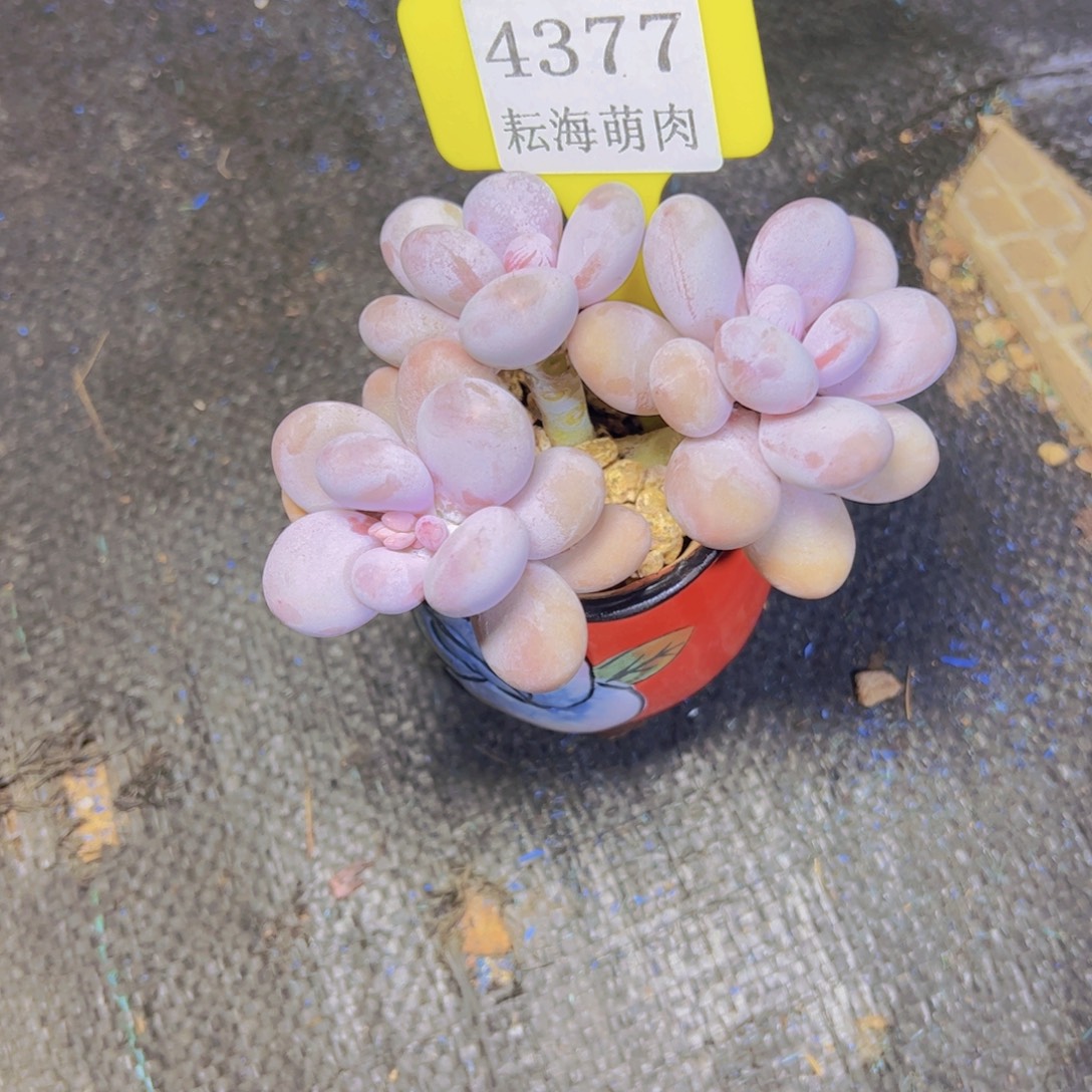 暮***岁烟美人4377多肉植物