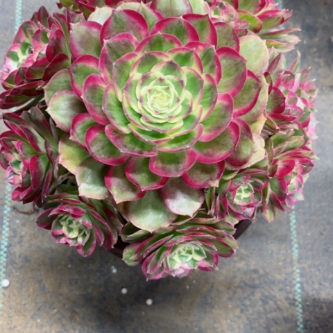 多肉植物玉资锦。