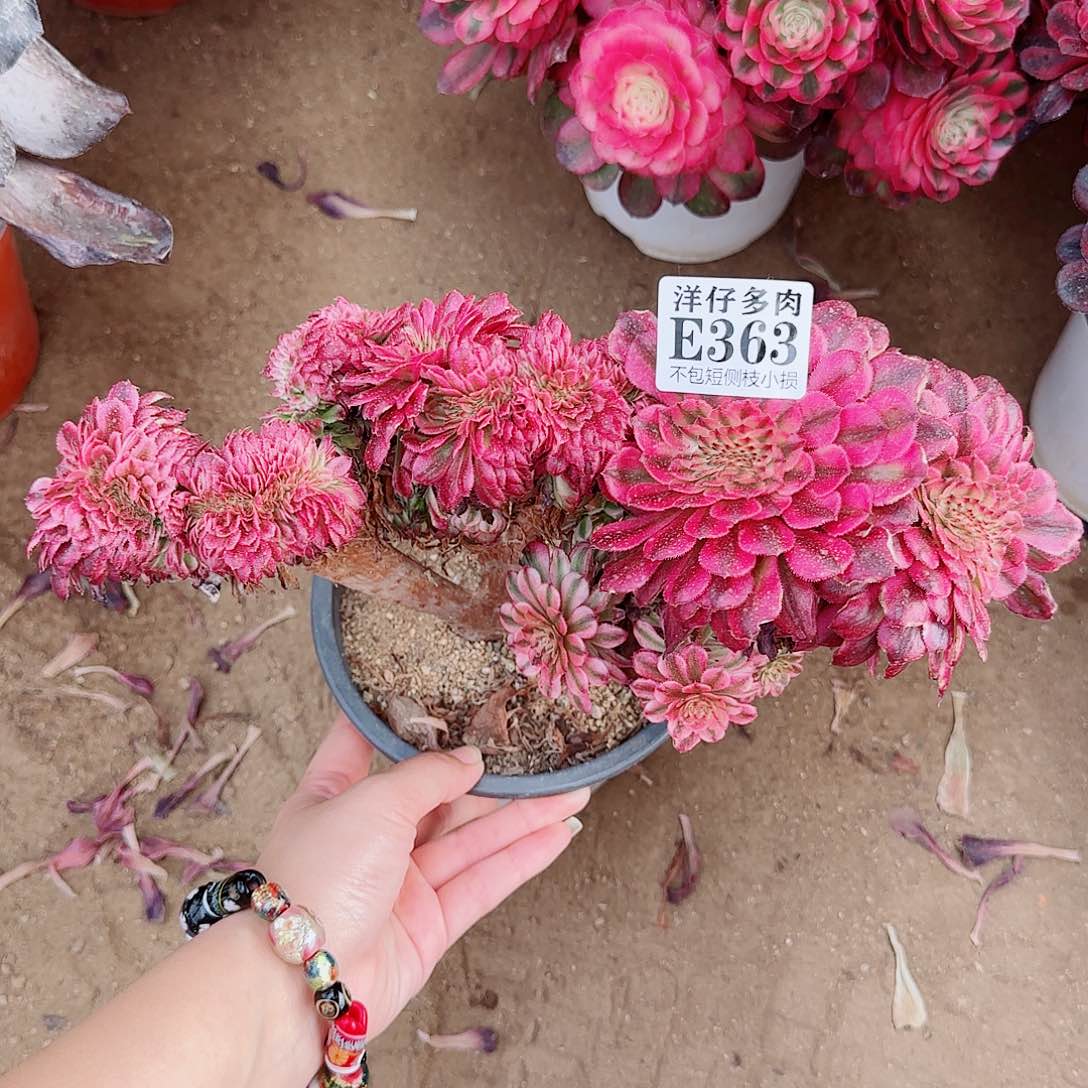 363红颜缀 冠幅22左右