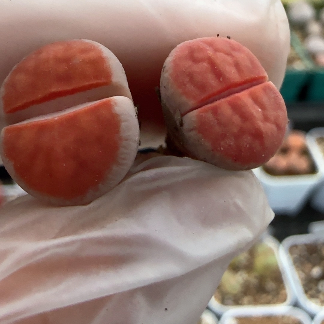 ?***y3.4，朱唇2，9027