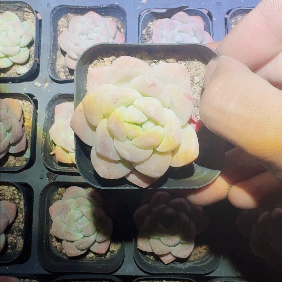 满20包邮零下拍保温箱