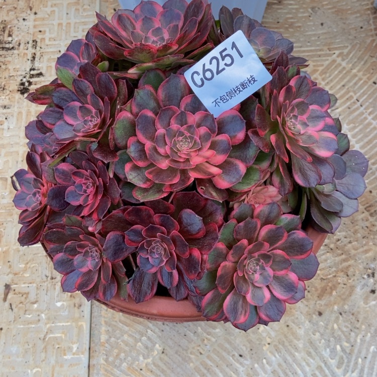 【闪购商品】遂****楼6251红花郎多肉