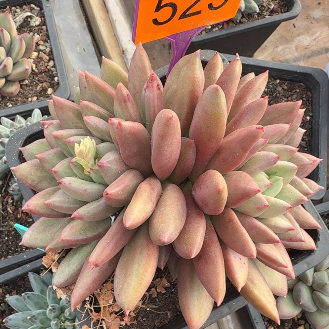 米其林多肉植物523