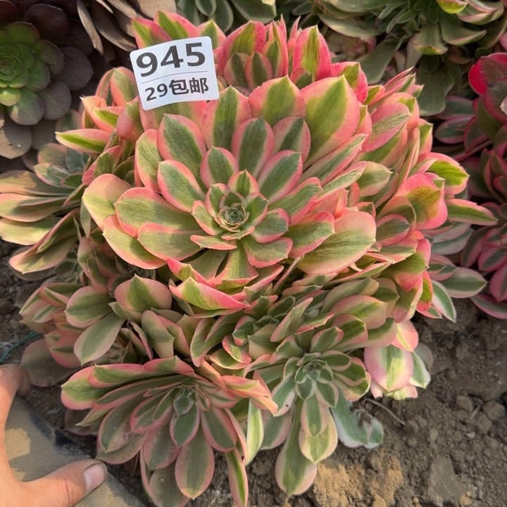 妖月，多肉植物……