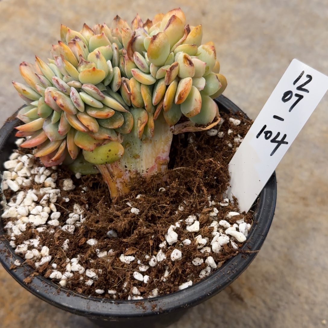 秋****1207-104白凤缀化脱土发货