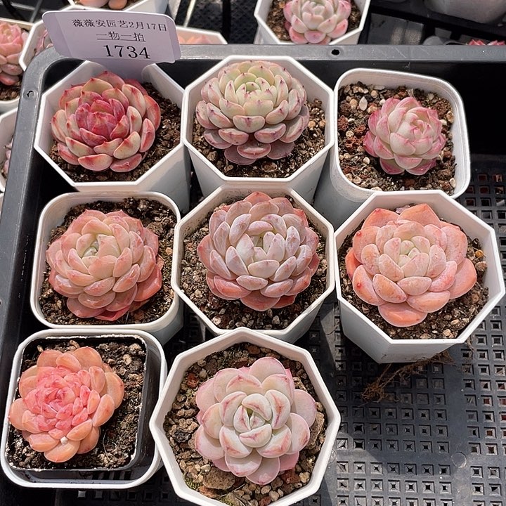 薇薇安园艺多肉1734