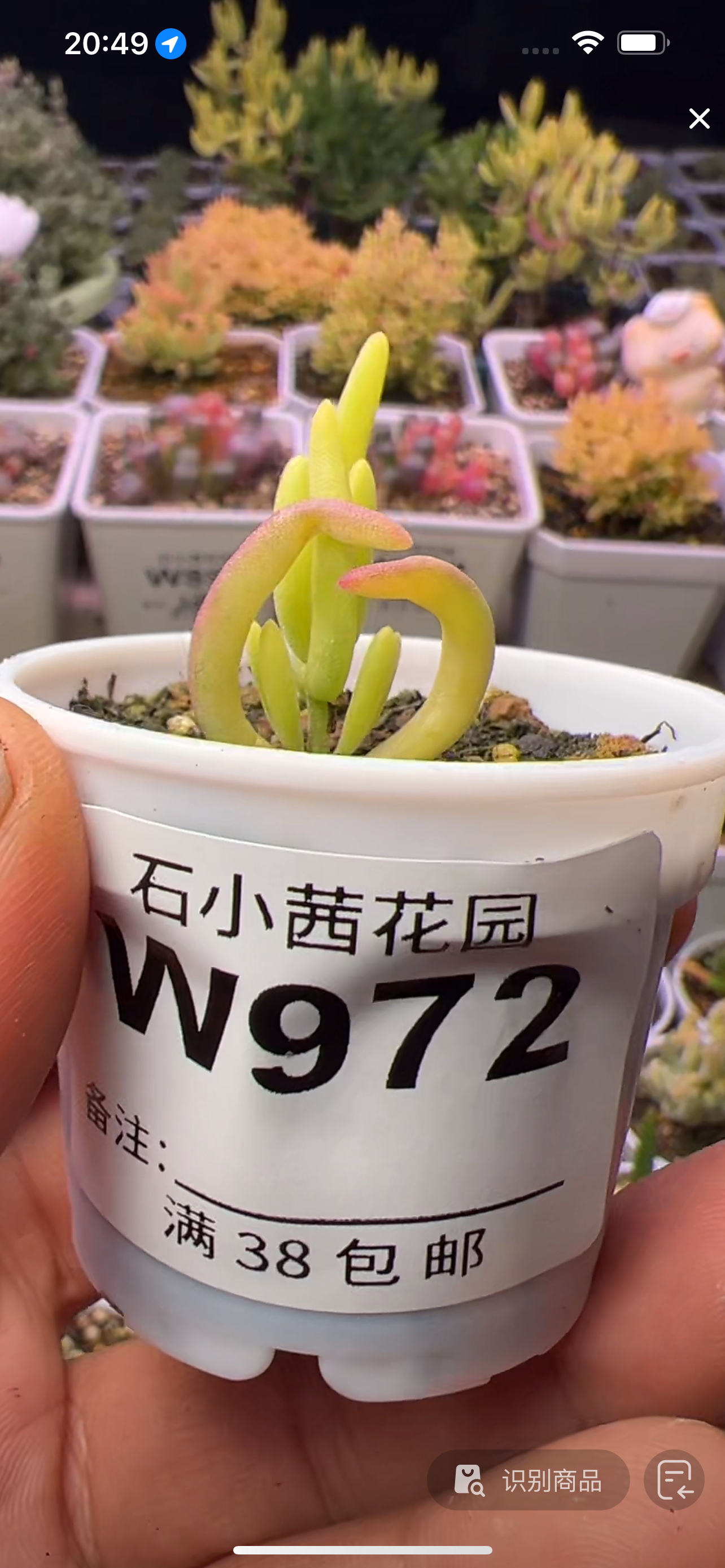 香蕉锦-w972-多肉植物枝干番杏