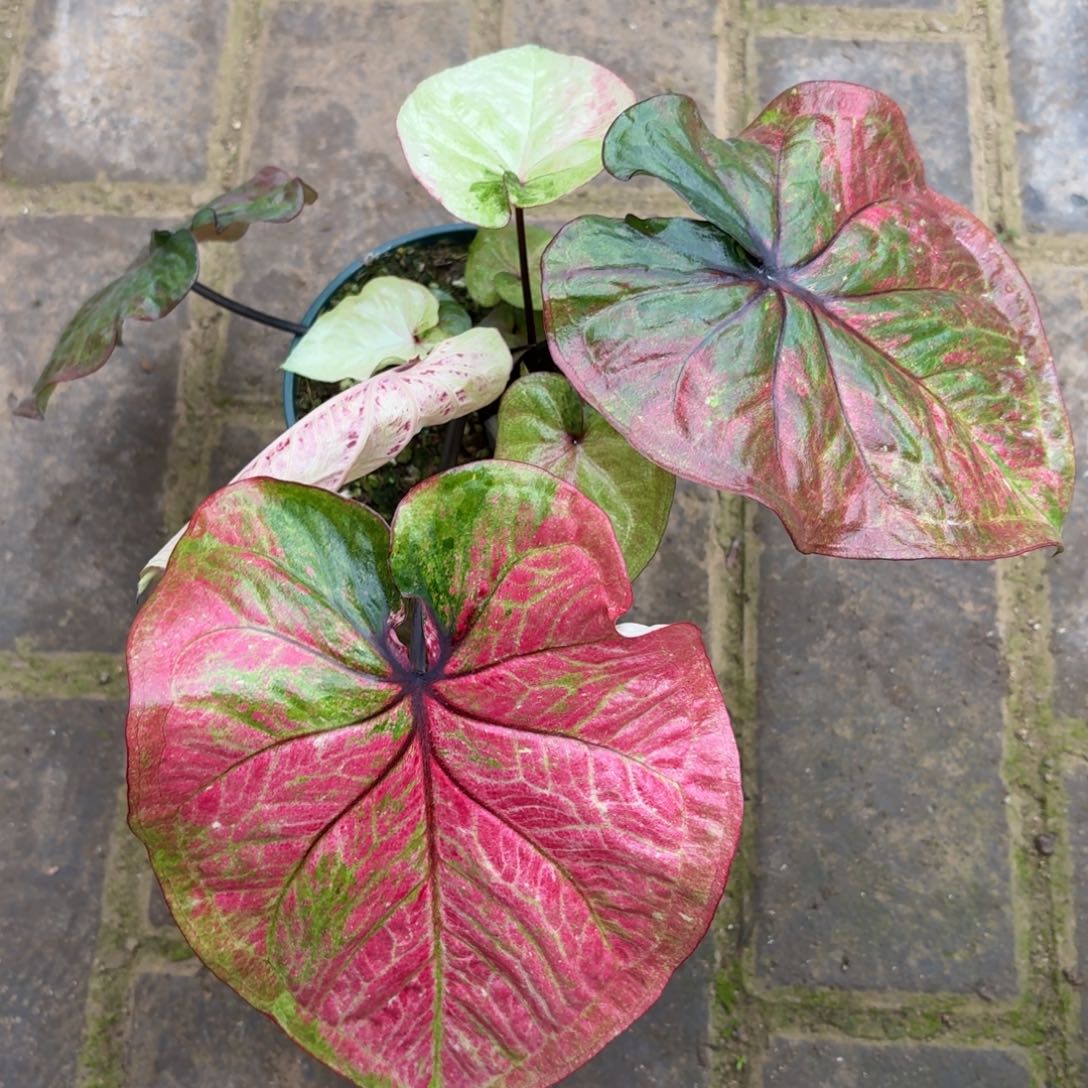 涅***槃大富翁泰国33-1202