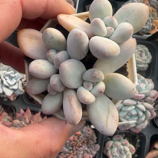 249香水多肉植物多