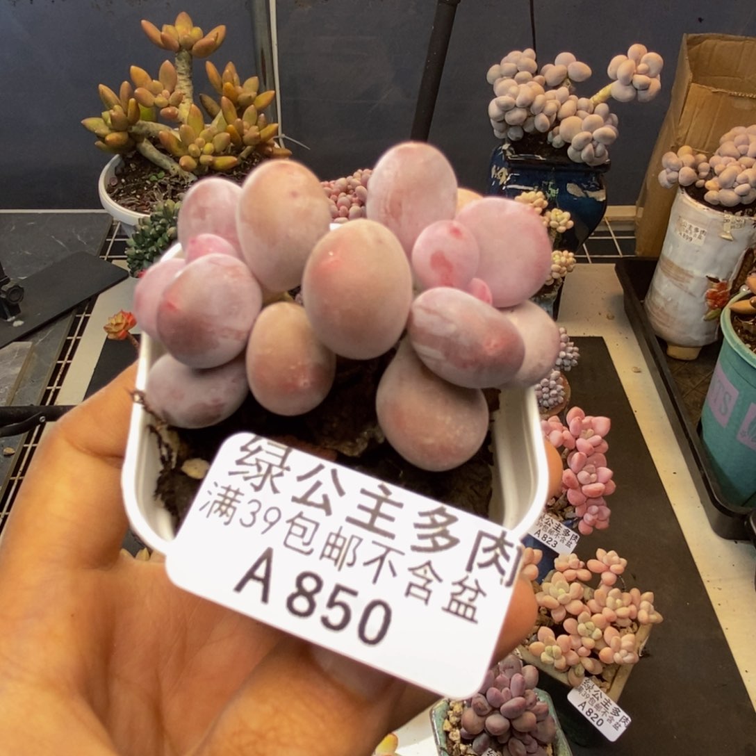 850糖豆奶多肉6c m
