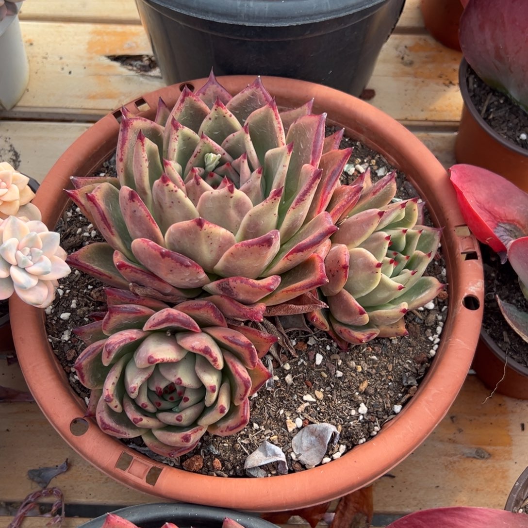 多肉三头红颜蜜语【非偏远地区满18包邮】