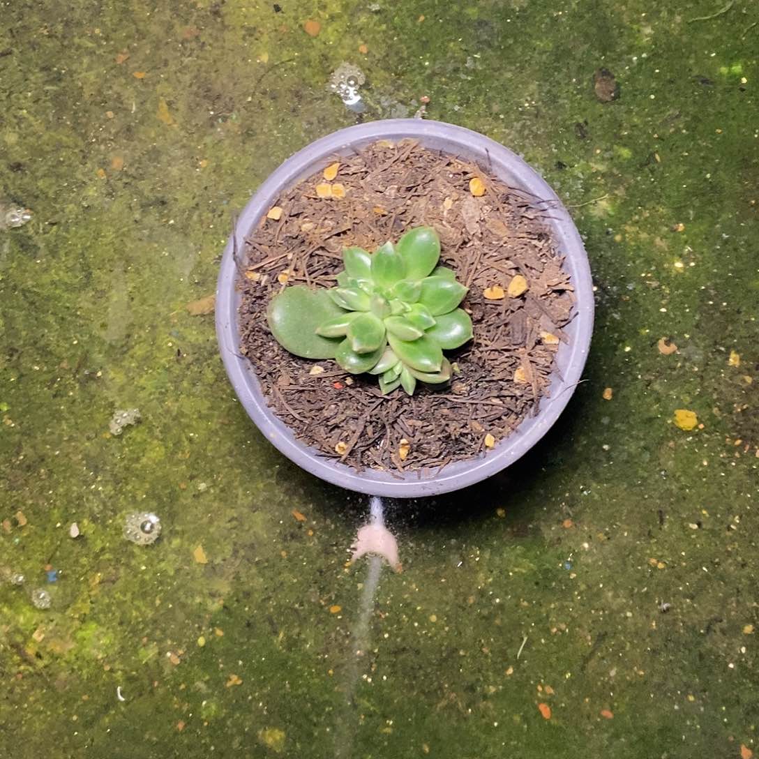 一物一拍，柏拉图缀