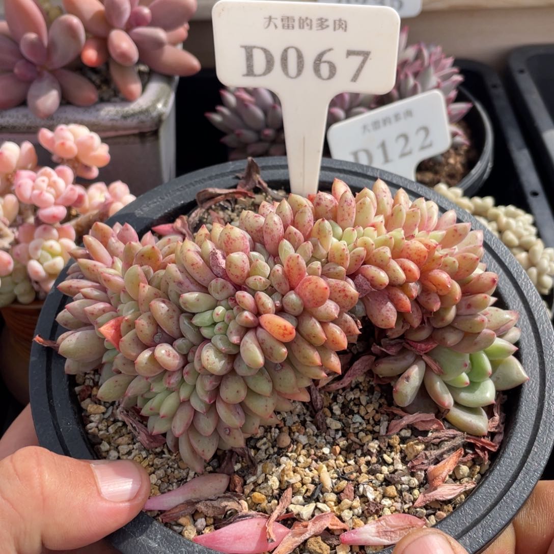 067爱丽儿不带盆14厘米