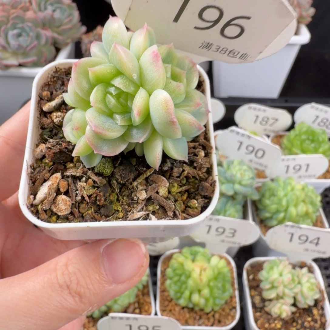 翡翠流心四头群196号