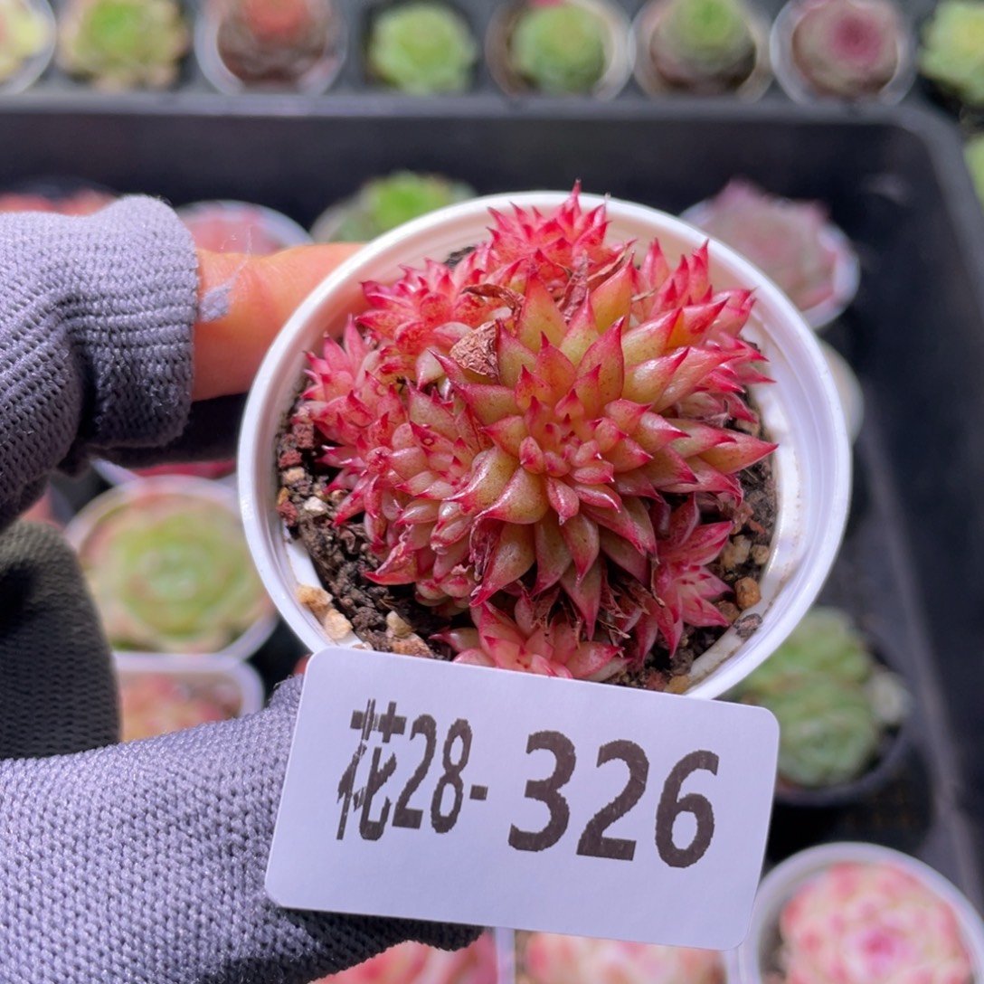 花利美28-326流星雨