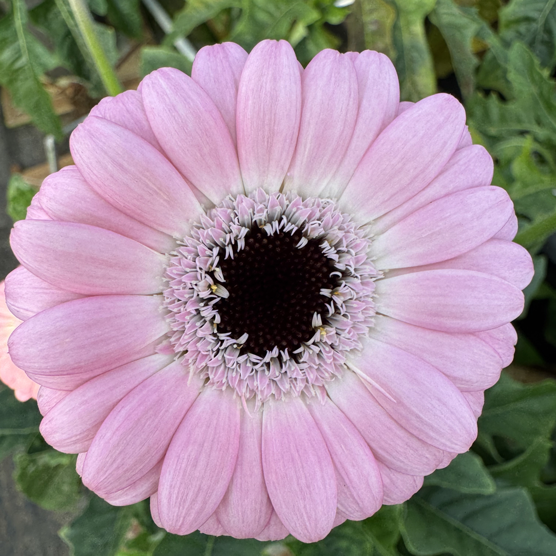 【2加仑珍爱】新品高杆非洲菊扶郎盆栽耐热耐寒阳台庭院易爆花植物