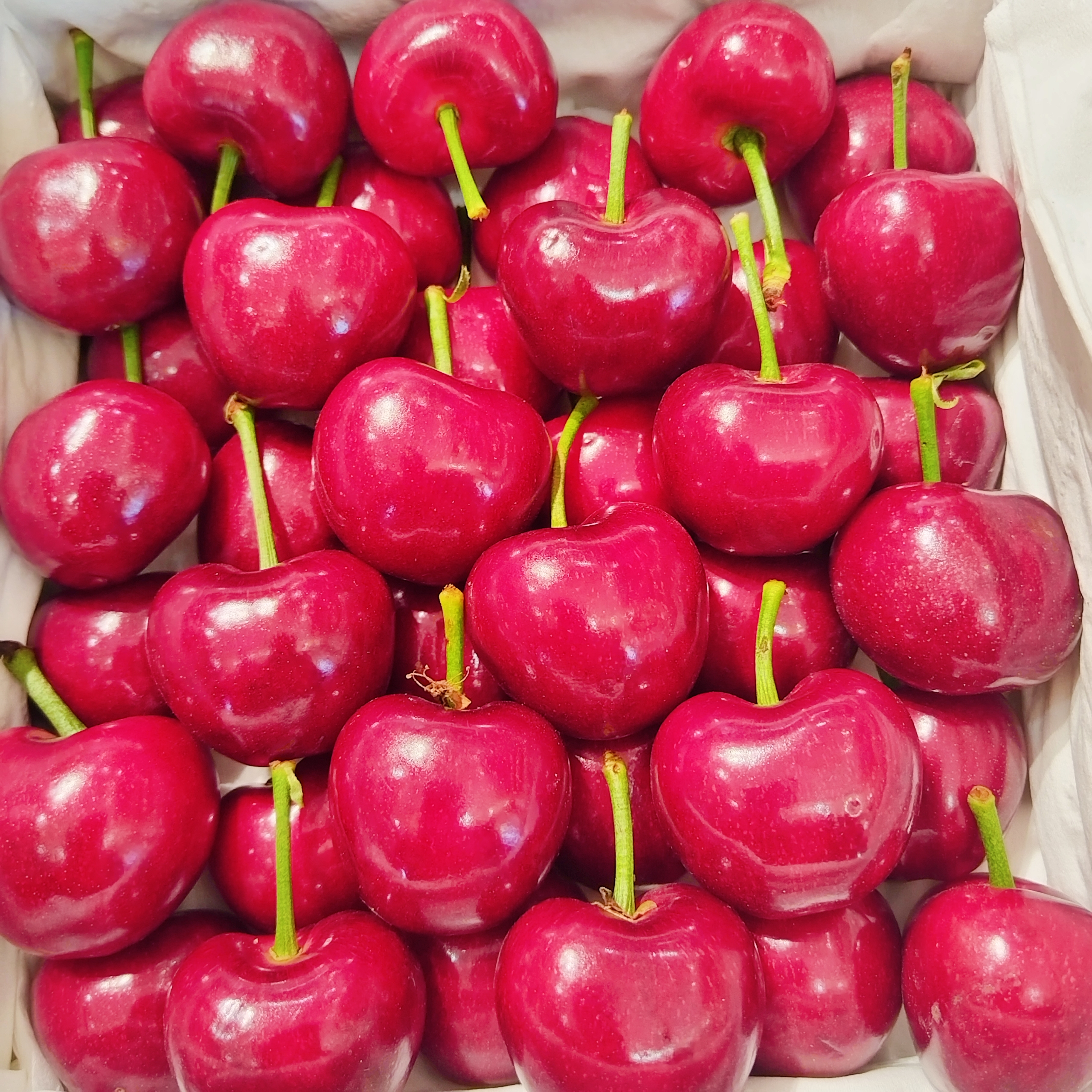 大连一级美早樱桃J毛重1000g美早