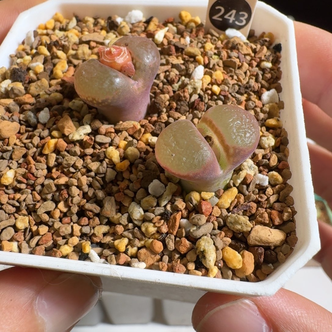 多肉植物好看肉锥243