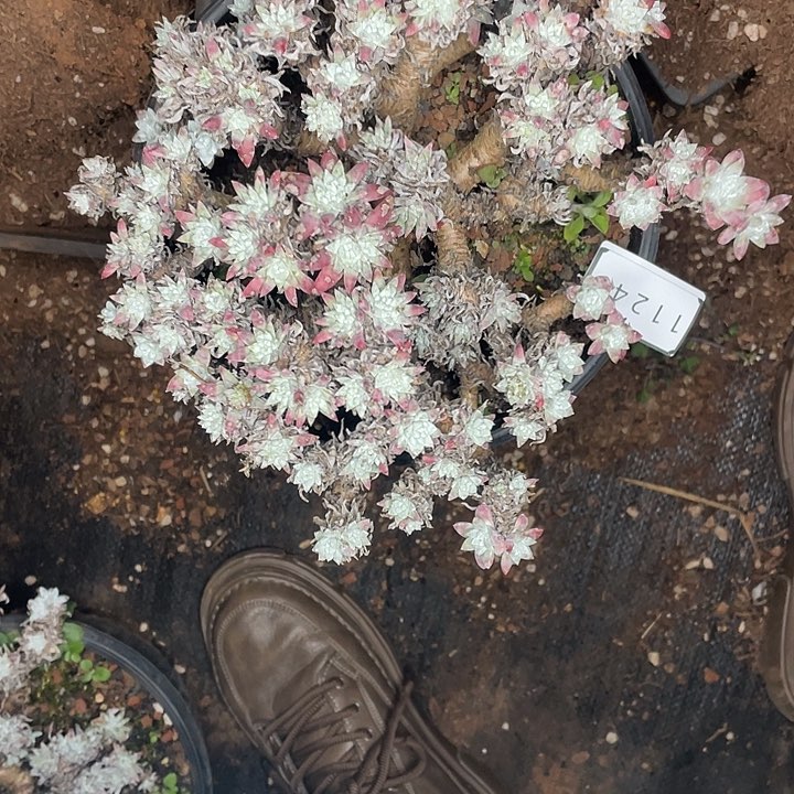 绒**屋瑕疵特价不售后11249