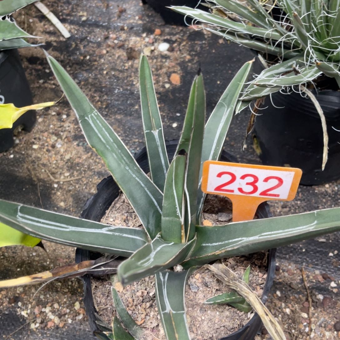 流星笹吹雪龙舌兰