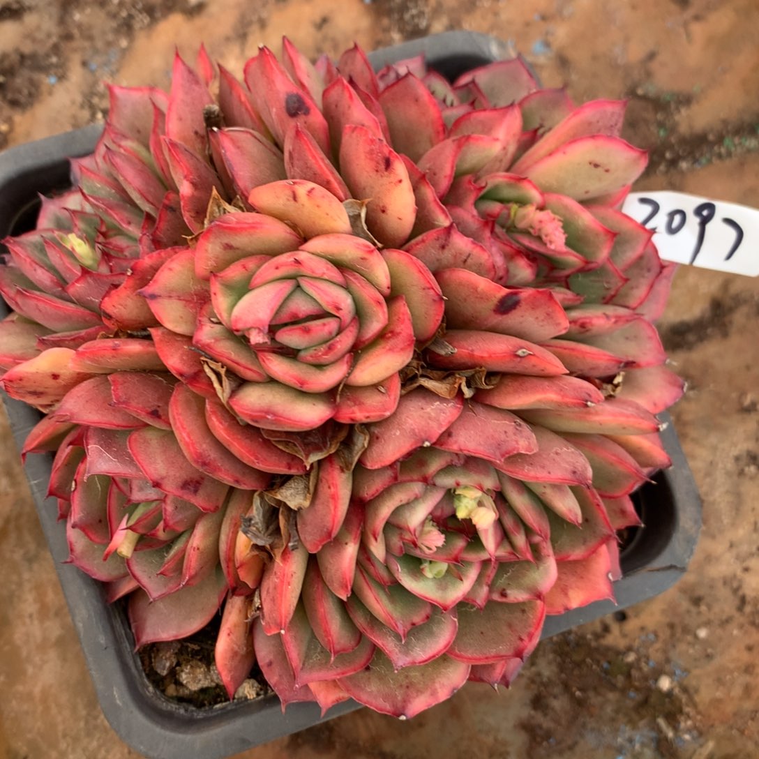 2097杂交多肉植物