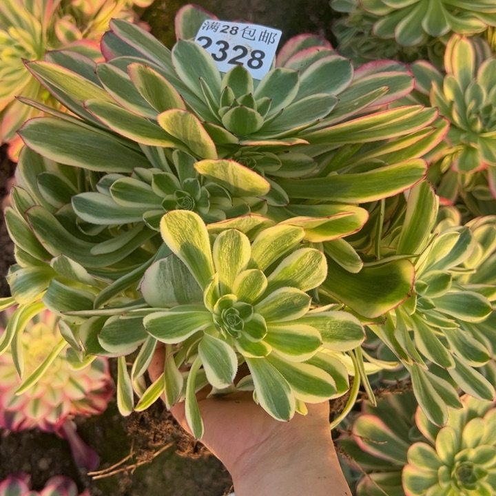 2328南孔雀翎多肉植物