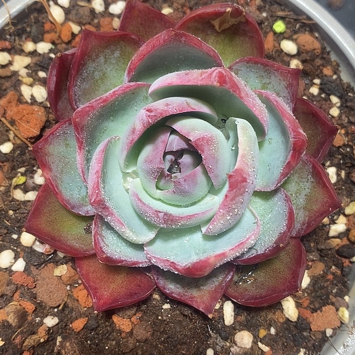 惊鸿谢谢春节福利1698