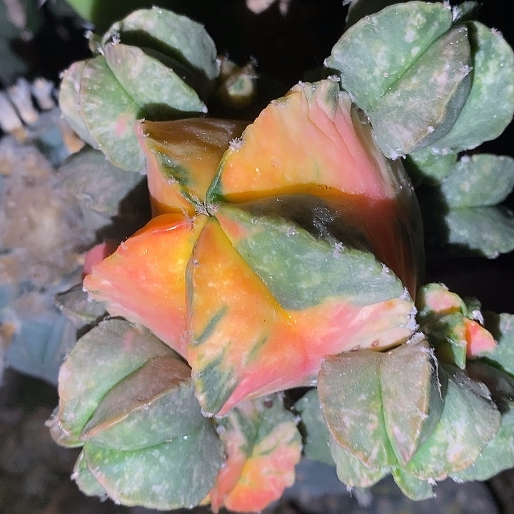 甜***心专哈哈哈哈哈哈哈哈哈