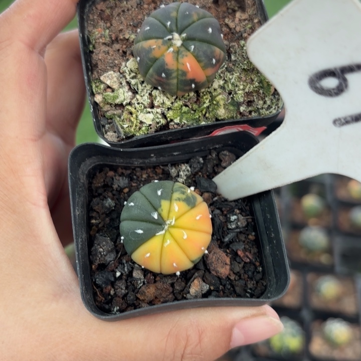 696 107二个实生锦