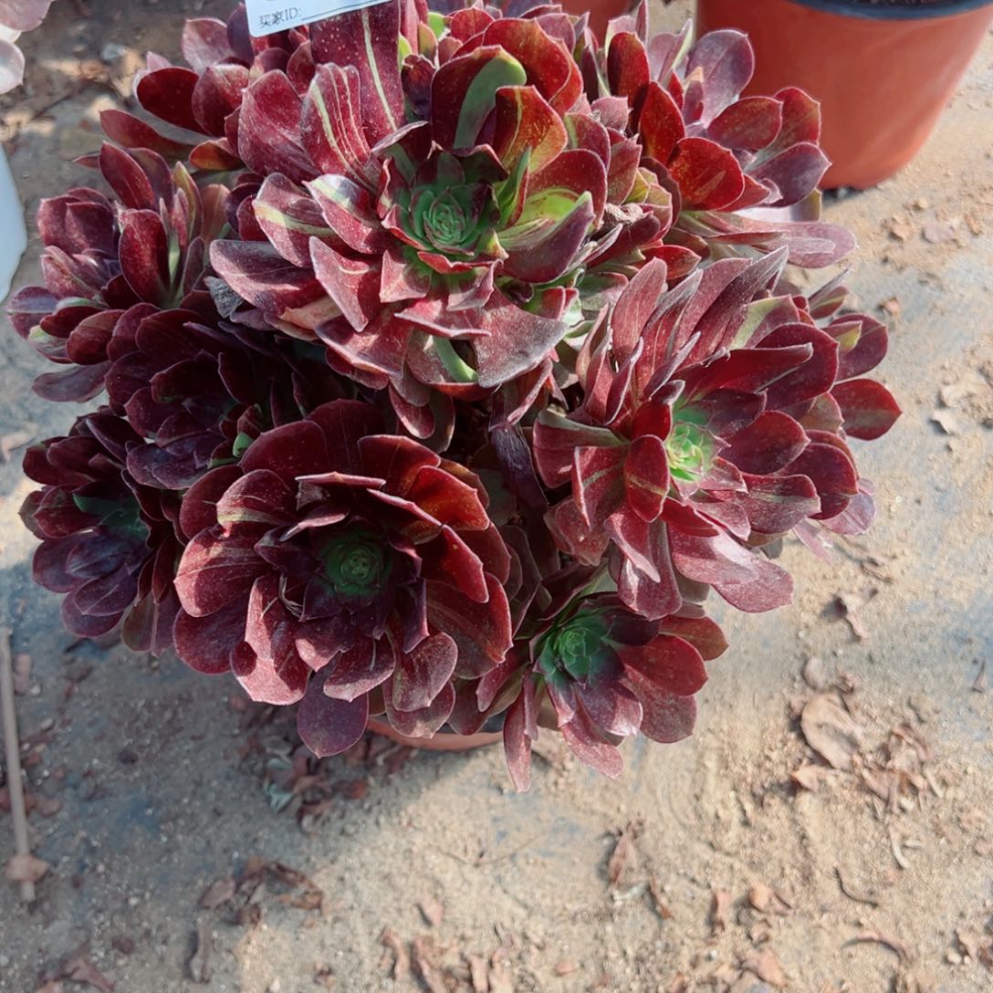 833墨染多肉植物法师多肉