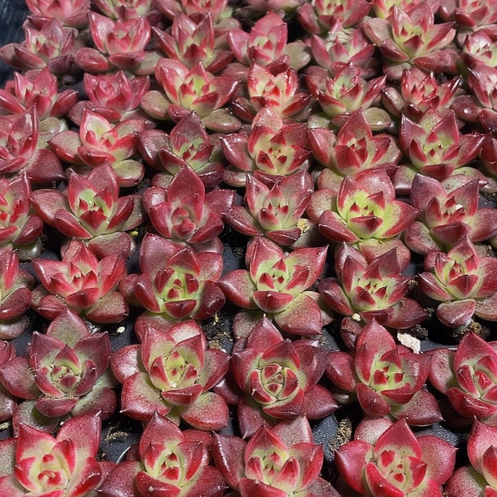小洛卡1元带土发货