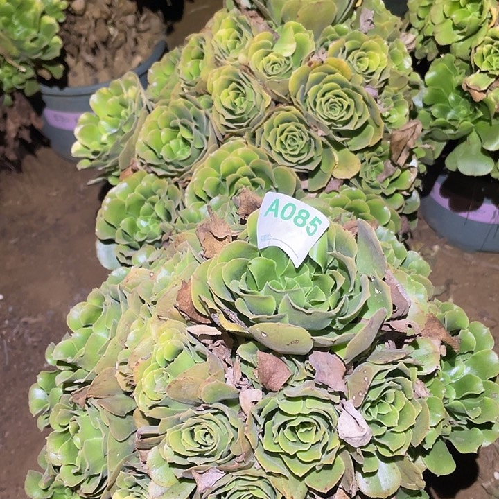 无*多肉植物断枝不包85五彩琉璃两颗