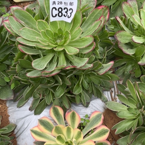 833万彩灯不包断枝