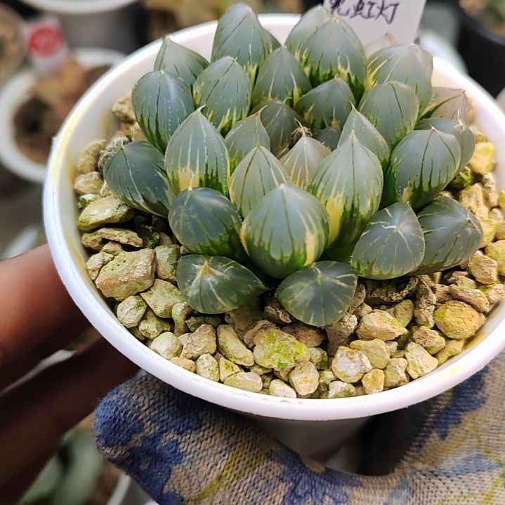 288号 大型霓虹灯 6.7厘米左右一物一拍带盆