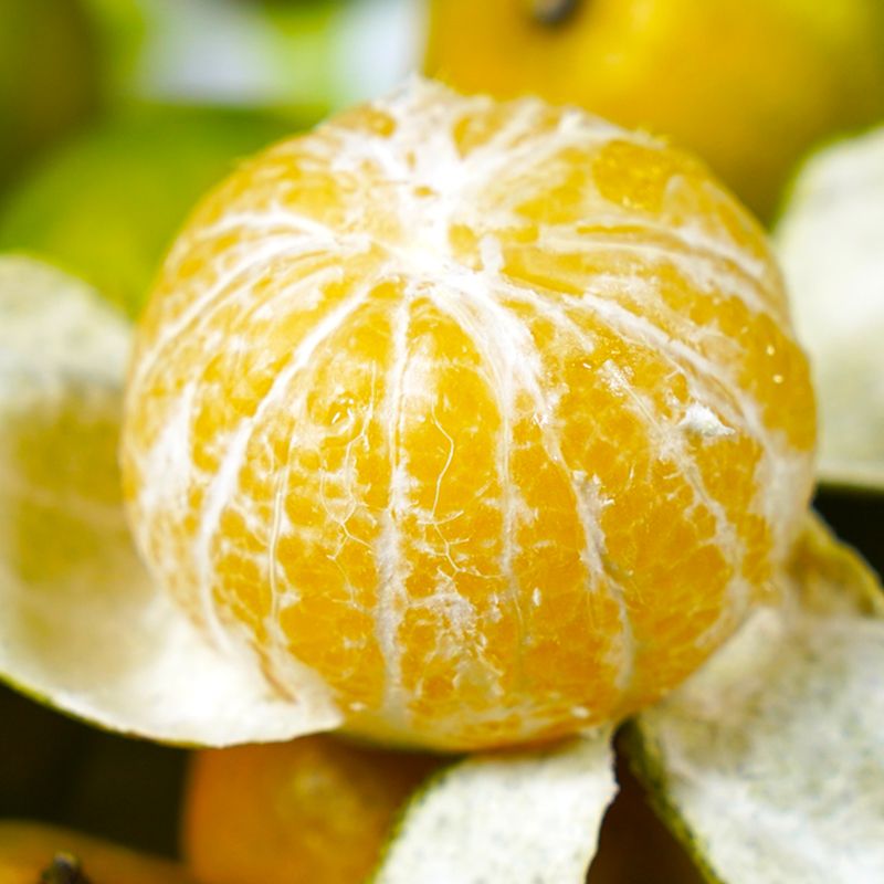 广西皇帝柑贡柑 5斤装 新鲜当季时令水果橘子桔子新鲜采摘