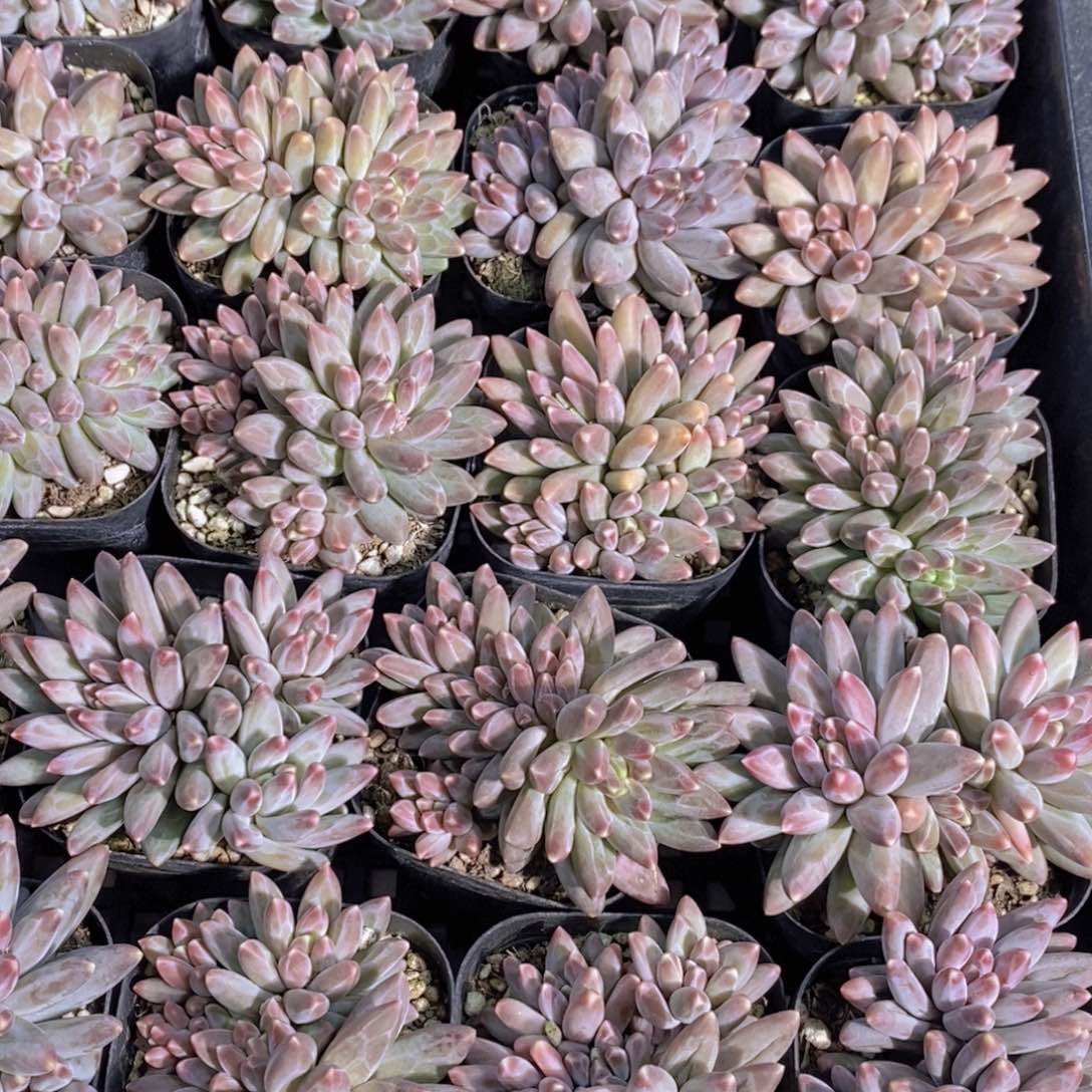 量拍42号 精品伊卡鲁斯多头一个