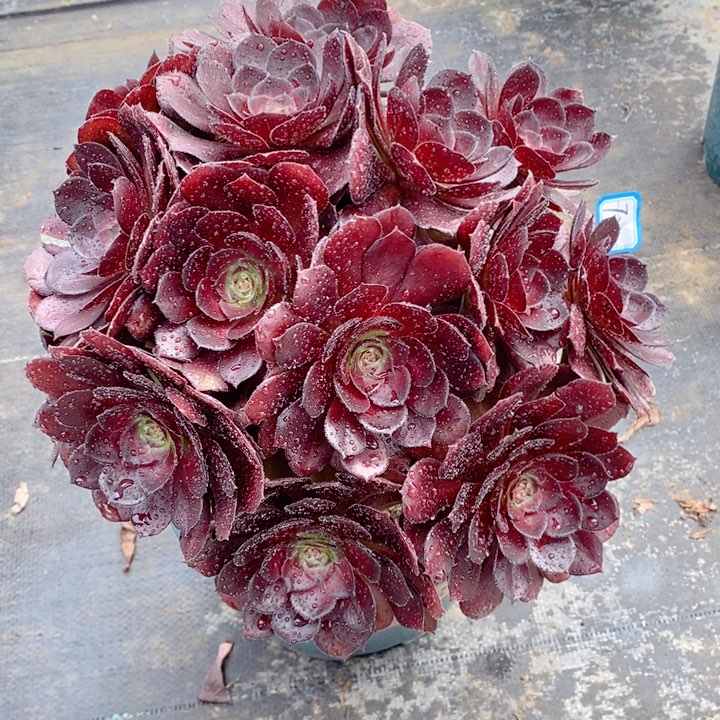 731黑骑士多肉法师