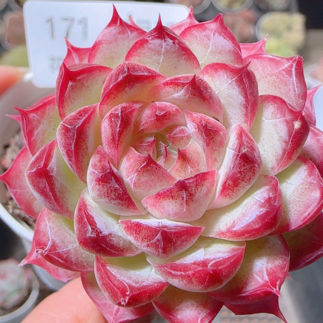 花语多肉1203-171女王