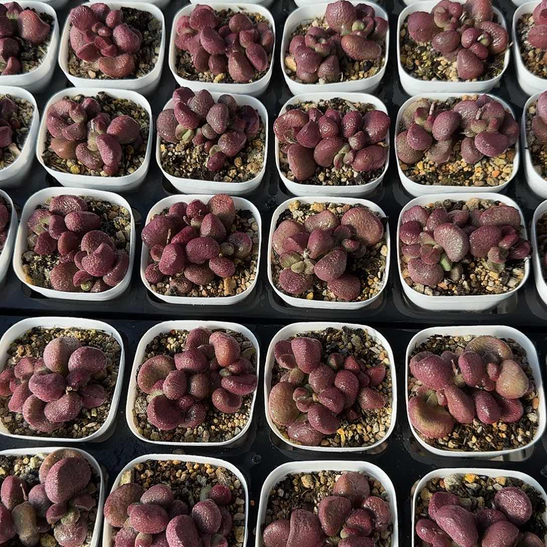 夏娃量拍多肉植物