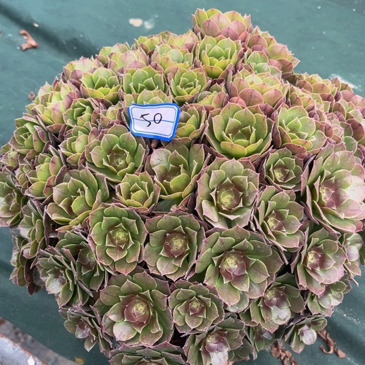 90个头的万圣节法师