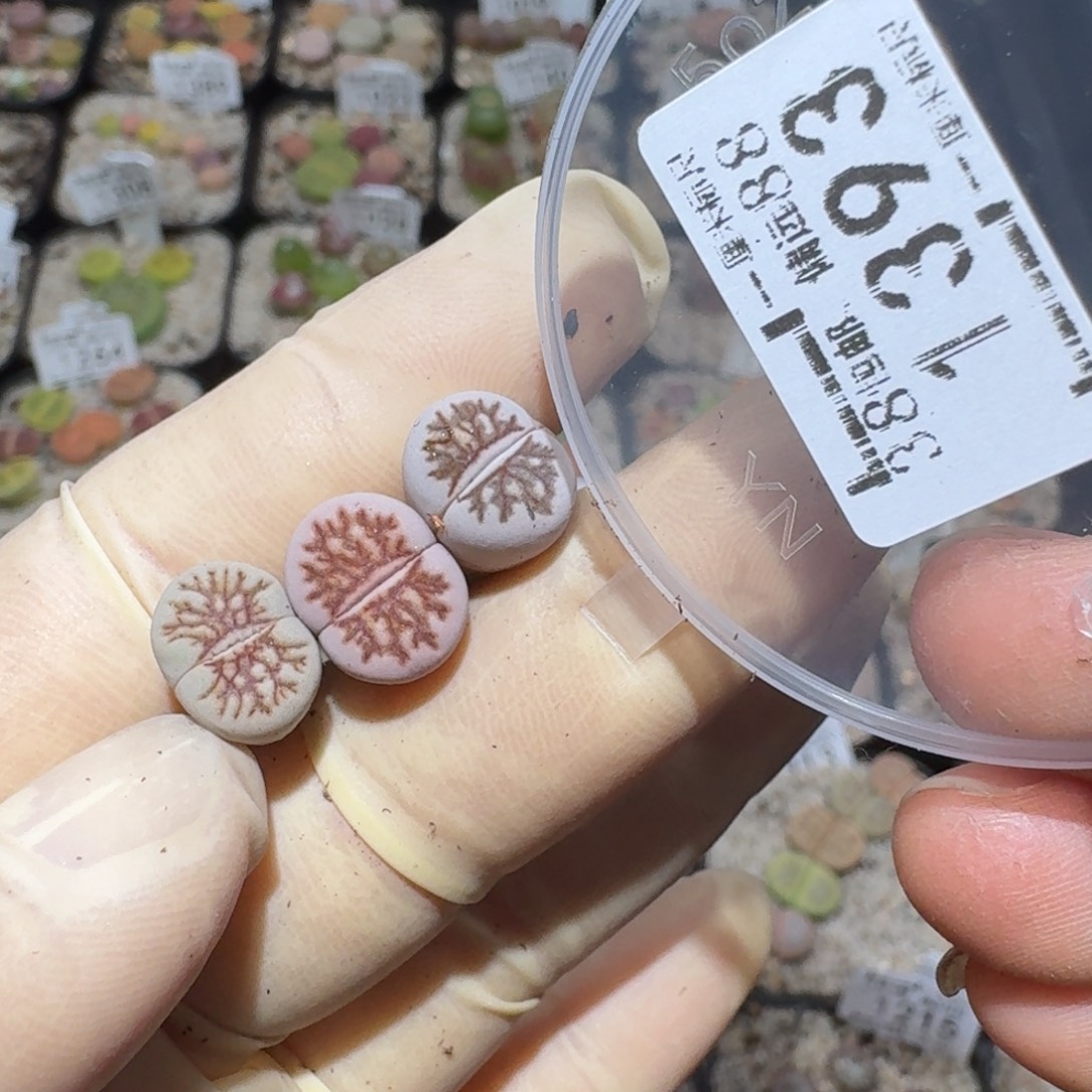 爱***见zzz精品也福利1393